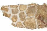 Fossil Plesiosaur Paddle & Coracoid - Asfla, Morocco #199983-3
